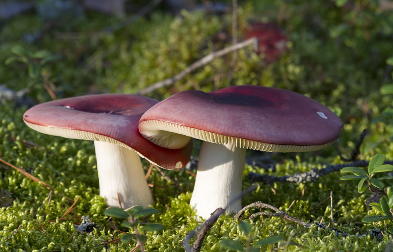 grass, forest, no people, mushrooms, red, field, focus on foreground, vegetable, fly agaric, 4K, growth, plant, toadstool, nature, hapero, mushroom, outdoors