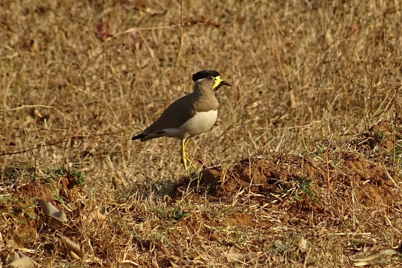 animal wildlife, no people, grass, nature, animal themes, focus on foreground, one animal, sunlight, india, wildlife, side view, karnataka, day, land, vanellus malabaricus