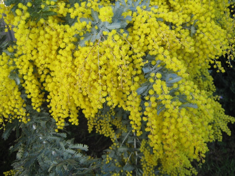 close-up, nature, freshness, 1080P, day, golden, sunlight, wattle, plant part, no people, beauty in nature, flower, australia, leaf, plant, fragility