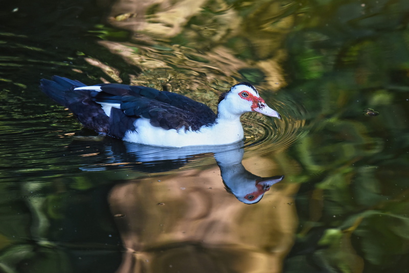 4K, no people, one animal, eye, duck, waterfowl, male, nature, day, pond, animal wildlife, animals in the wild, muscovy duck, water bird, vertebrate, wattle