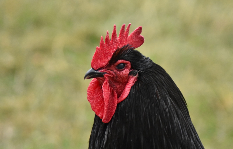 range, focus on foreground, domestic, organic, poultry, cockerel, profile view, domestic animals, beak, summer, animal head, nature, no people, chicken - bird