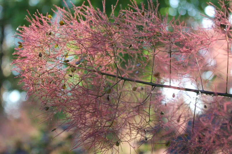 4K, flora, cherry blossom, growth, pink color, no people, day, floral, change, botanic, branch, freshness, flowers, autumn, flowering plant, plant, smoke plant