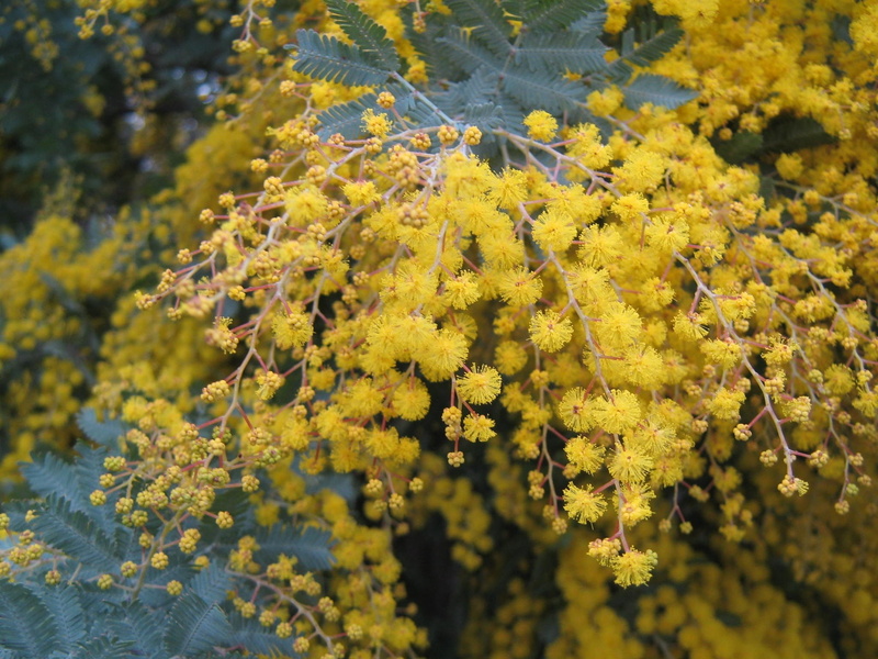 blossom, native, Plant, day, summer, tranquility, Native, selective focus, fragility, beauty In Nature, lichen, flower, golden, close-up, Wattle, focus on foreground