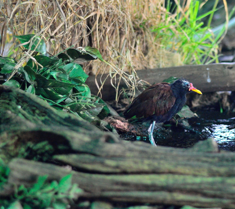 wings, fly, creature, perching, tree, mammal, no people, one animal, bird, outdoors, day, avian, 4K, feather, animal wildlife, wilderness, wildlife, animal themes