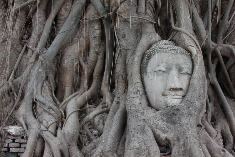 entangled, buddha, religion, craft, asia, representation, image, roots, creativity, ancient civilization, outdoors, famous Place, root, stone material