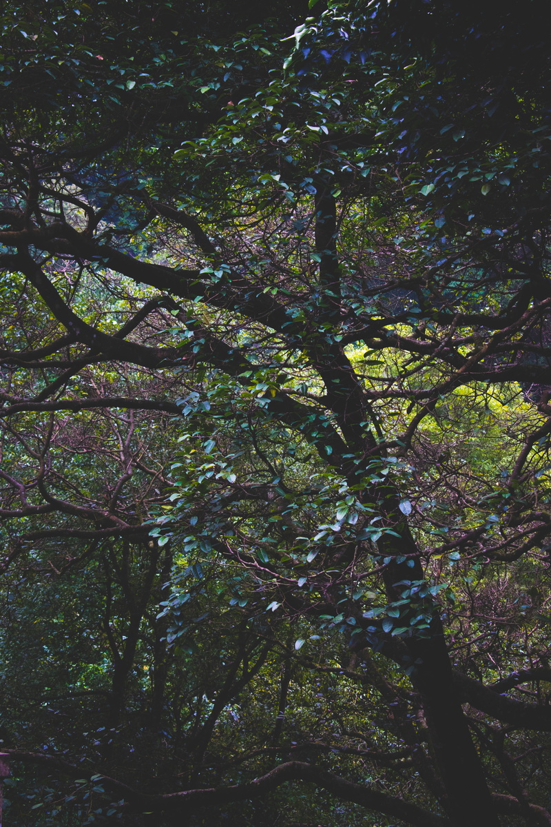 lush foliage, tranquility, plant, green, network, tranquil scene, branch, beauty in nature, growth, branches, foliage, no people, nature, green color, backgrounds