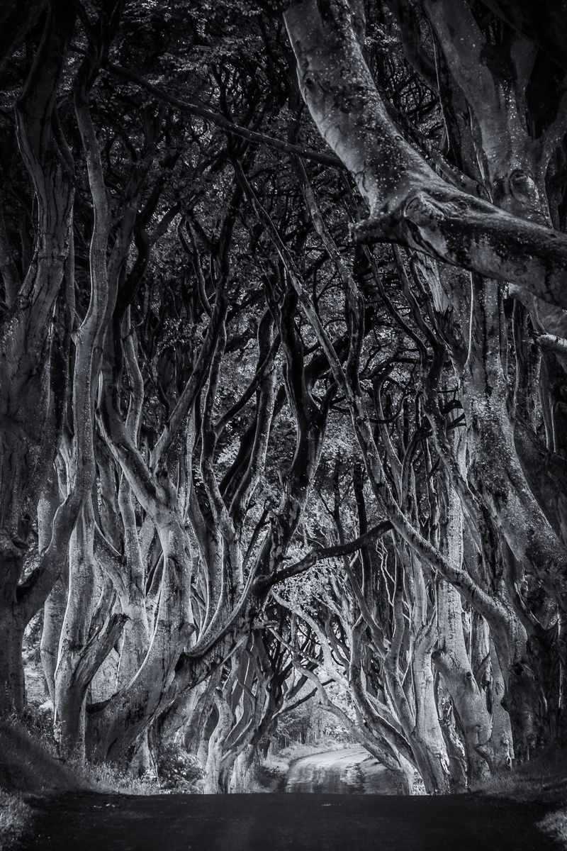 pattern, full frame, lane, blackandwhite, trees, branch, ballymoney, game of thrones, plant, food, tree, spooky, trunk, road, close-up, entangled, atmospheric