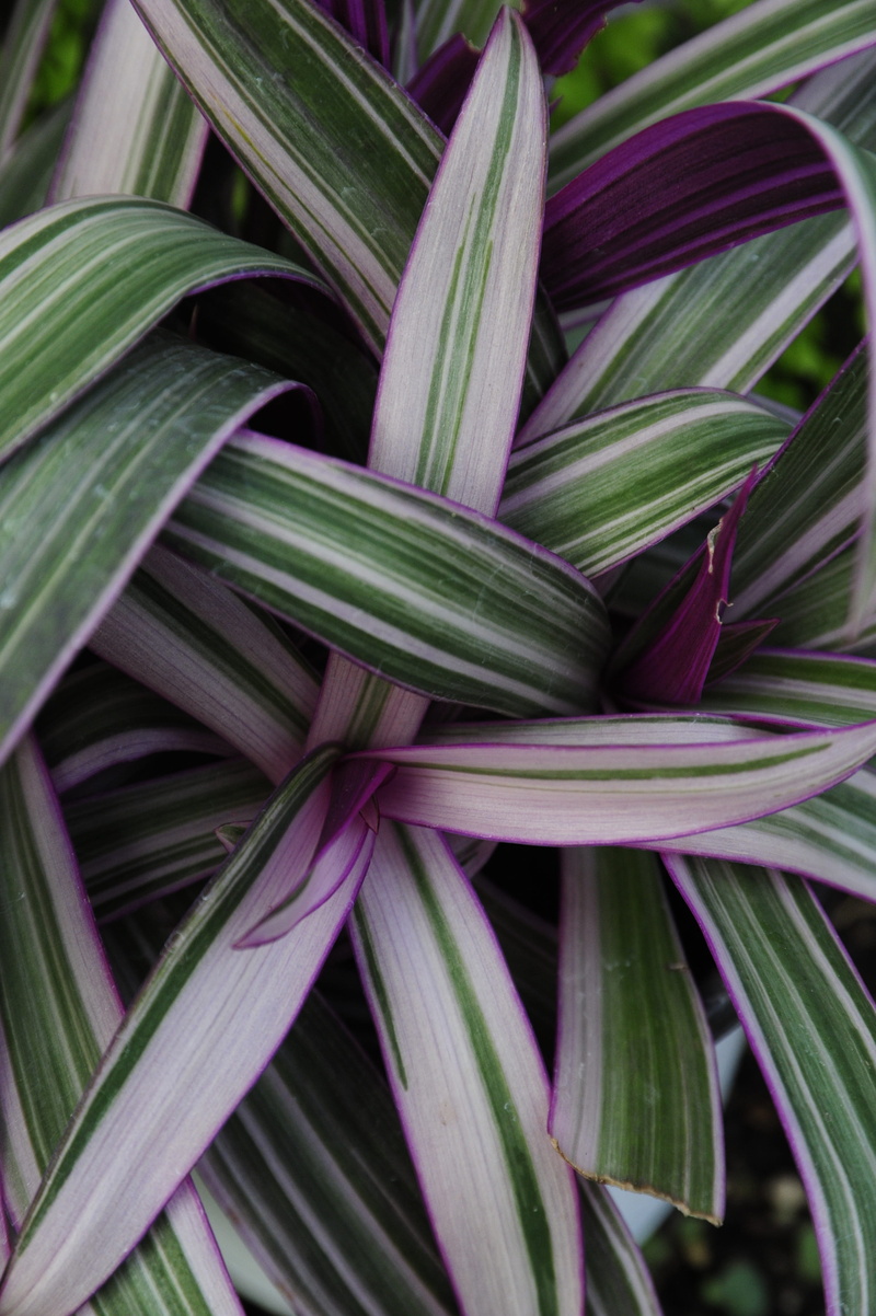 beauty in nature, 4K, wellbeing, growth, healthy eating, entanglement, plant part, still life, day, freshness, food and drink, the darkness, nature, green color