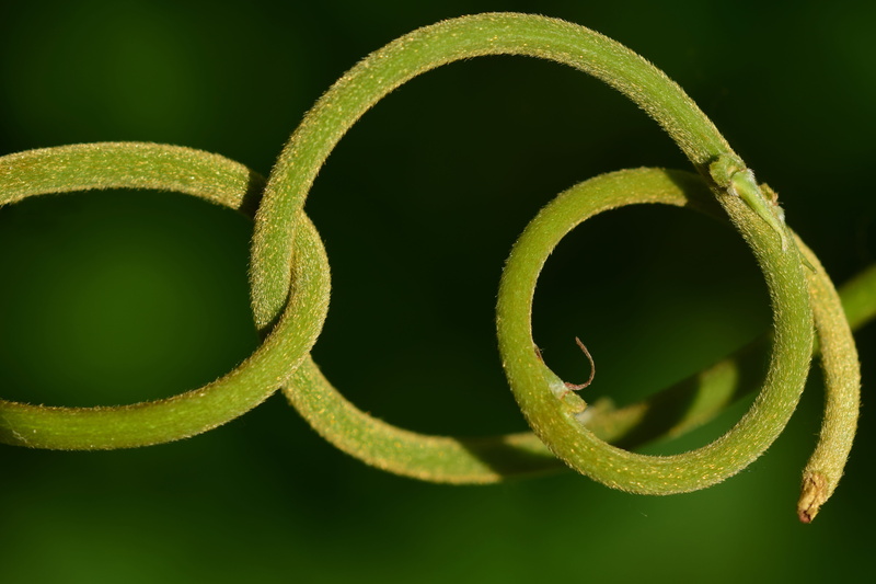 indoors, macro, close-up, tentacle, curve, black background, 5K, about, selective focus, kringel, backgrounds, colored background, no people, beauty in nature