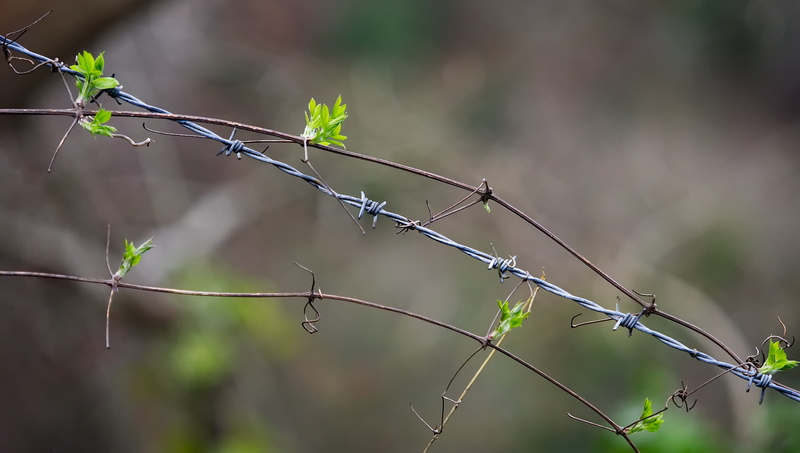grasp, war, hold, bio mimicry, entangled, beauty in nature, mimicry, protect, tree, outdoors, reclaim, stalk, barbed, security, nature, fence, fragility