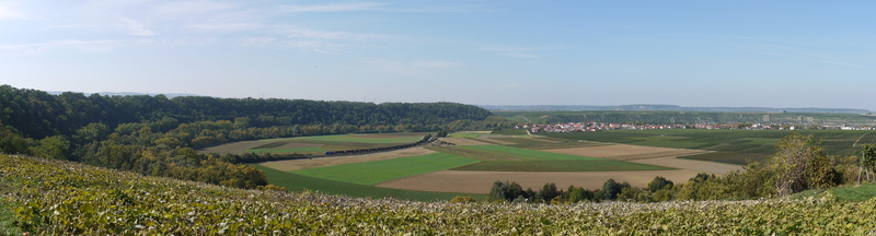 vineyards, unusual, tranquility, landscape format, crop, non-Urban Scene, panoramic format, nature, tree, sky, sling, environment, tranquil scene, quiet