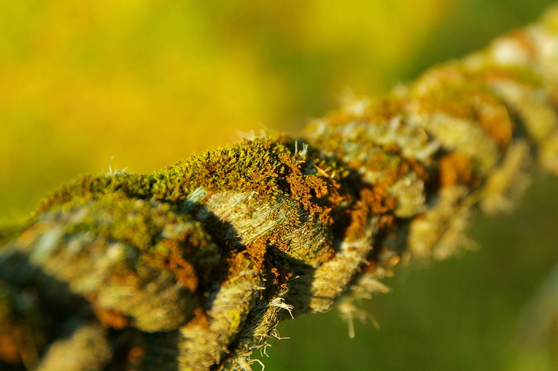 animal wildlife, knitting, knotted, invertebrate, old, secure, rope, cordage, twisted ropes, rotated, selective focus, garden, connection, animal themes