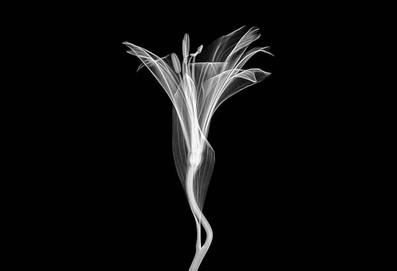 nature, vulnerability, studio shot, growth, transparent, macro, no people, micro, copy space, xray, petal, white, plant, 2K, technology, white color, beauty in nature