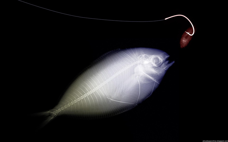 bites, fish, xray, animals, fishing, 1080P