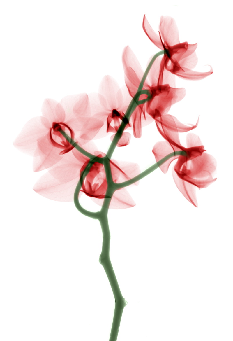 purple, flowers, springtime, white Background, green, bouquet, isolated Objects, 4K, nature, color Image, x-ray, red, xray, freshness, no People, petaled