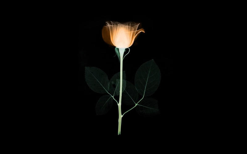 plant part, plant stem, xray, studio shot, illustration, indoors, orange, minimal, copy space, close-up, no people, flower, flower head, vulnerability