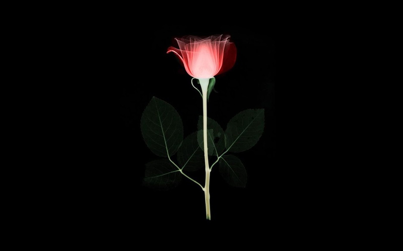 black background, minimal, studio shot, nature, growth, xray, plant, flower, freshness, vulnerability, beauty in nature, flowering plant, art, close-up
