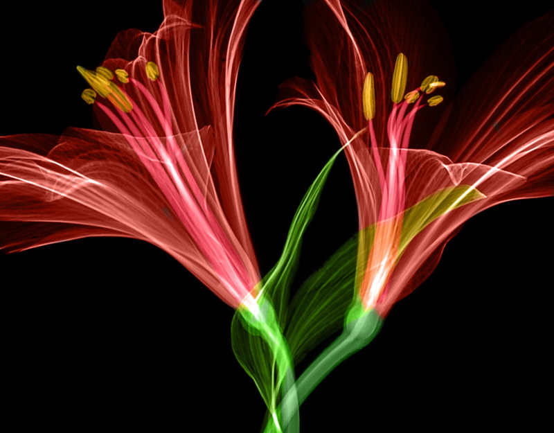 art, colors, detail, fantasy, blurred Motion, neon, shape, glowing, pattern, photo, night, design, computer Graphic, vibrant Color, flower, color Image