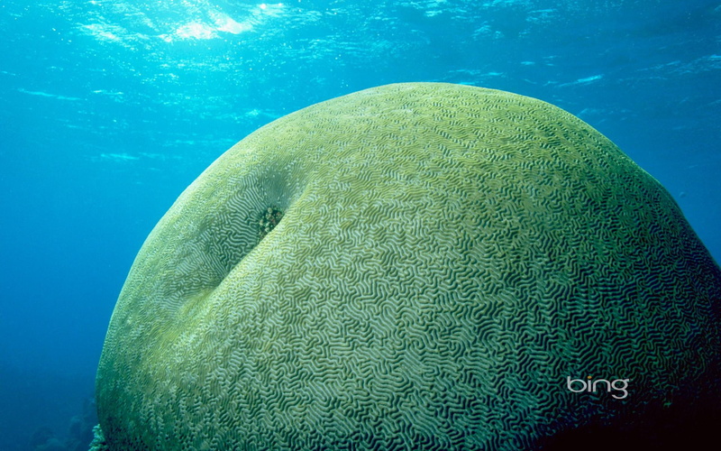 1080P, queensl, underwater, nature and landscapes, queensland, coral, photography, large, brain