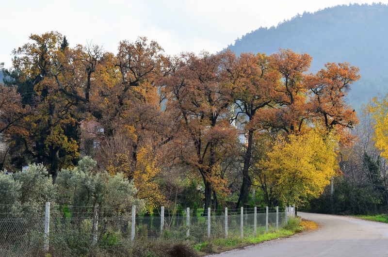 day, beautiful, transportation, change, season, current season, environmental, garden, yellow, the way forward, non-urban scene, treelined, land, tranquil scene