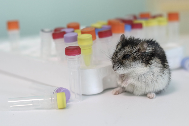 no people, test tube, hamster, scientific discovery, science, whisker, scientific illustration, domestic, domestic animals, bottle, scientific method, background