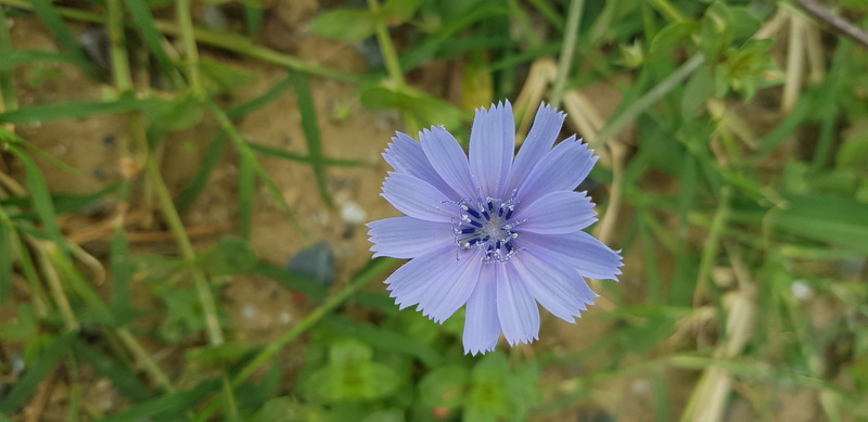 turkey, plant, beauty in nature, nature, freshness, scholarship, inflorescence, beautiful, field, no people, petal, close-up, photography, growth, vulnerability