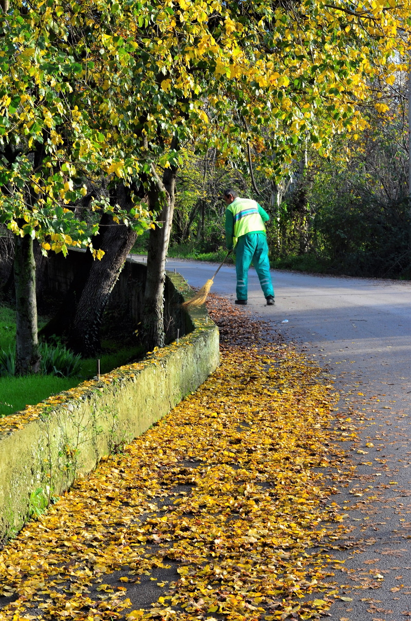 environmental, leaf, garden, autumn, plant cover, beauty in nature, nature, season, vivid color, trees, color, current season, outdoors, botanical, leisure activity
