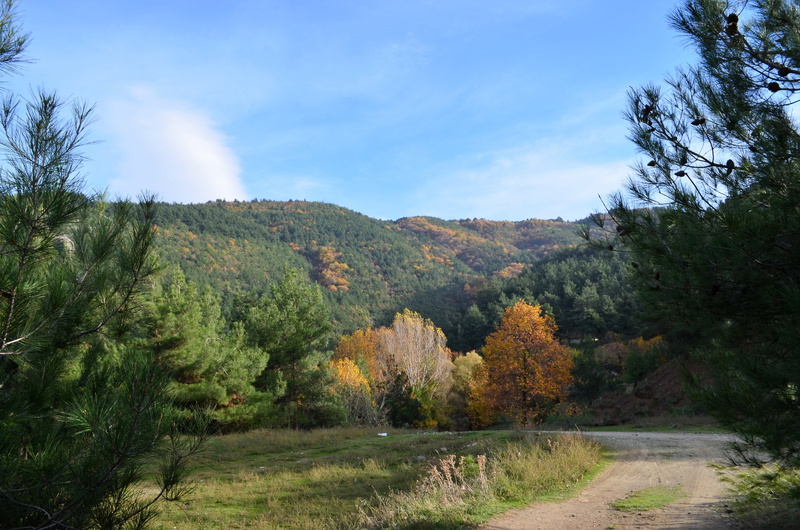 Turkey, landscape, Autumn, yellow, Scholarship, growth, forest, environmental, trees, day, change, environment, village landscape, garden, the leaves are