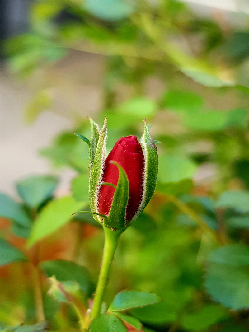 beauty in nature, scholarship, 4K, green color, sepal, focus on foreground, close-up, plant part, bud, growth, nature, selective focus, rose, outdoors