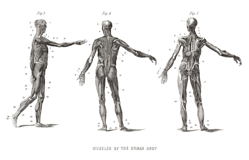 human, 1080P, anatomy