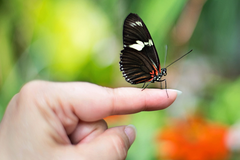 fragility, butterfly - insect, human body part, insect, animals in the wild, nature, one person, finger, index, spring, beauty in nature, human finger