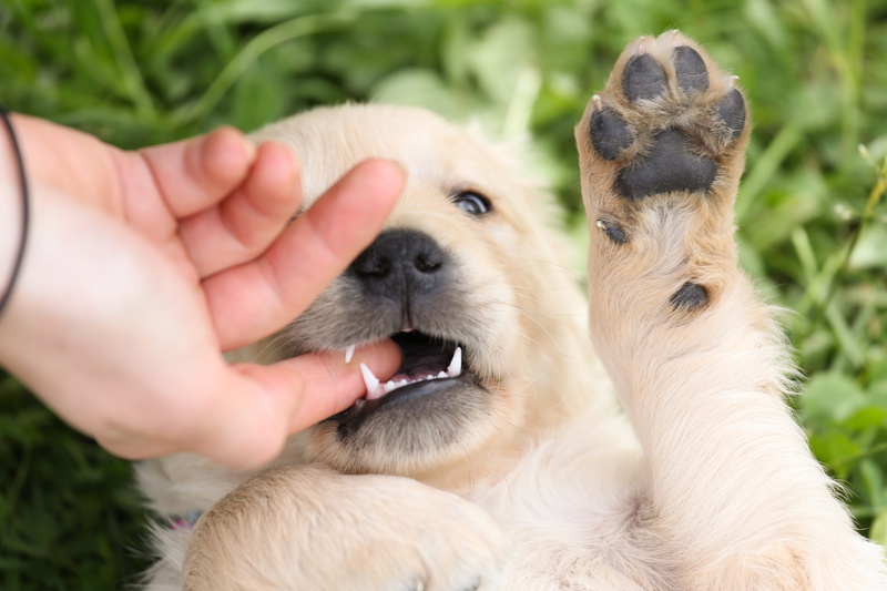 one animal, person, coated, young, domestic, inside, index, mouth, pet owner, one person, play, vertebrate, domestic animals, animal themes, pets, mammal