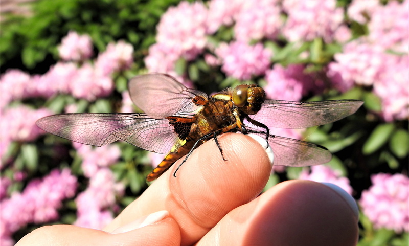 invertebrate, butterfly - insect, animal wildlife, one animal, beauty in nature, plant, animal themes, animals in the wild, outdoors, human body part, insect