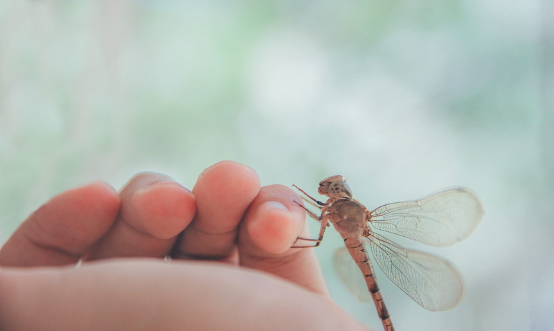 focus on foreground, wings, one person, finger, pinky, holding, human finger, day, little, one animal, insect, close, fingers, animal wing, nature, animal themes
