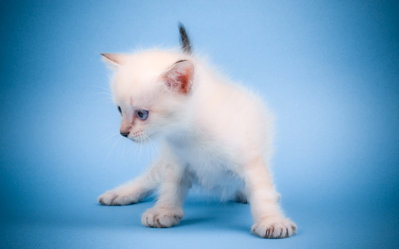 2K, mew, cat, cute