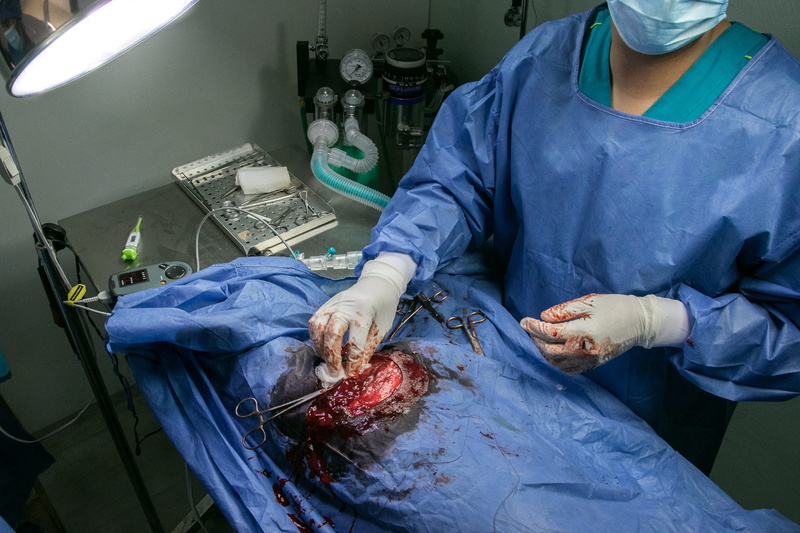 clinic, medicine, expertise, preparation, protective glove, blood, 2K, operation, patient, hospital, people, cutting, dog, occupation, pet, doctor, healthcare and medicine