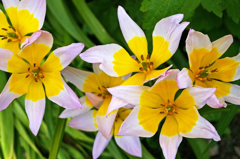 freshness, 2K, nature, beauty in nature, close-up, tulip flower, open, flower head, botany, early, summer, spring, plant, focus on foreground, flora, vulnerability