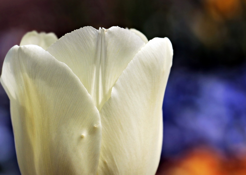 beauty in nature, map, spring, growth, white, flower garden, lily family, no people, nature, full bloom, spring flower, summer, onion flower, vulnerability