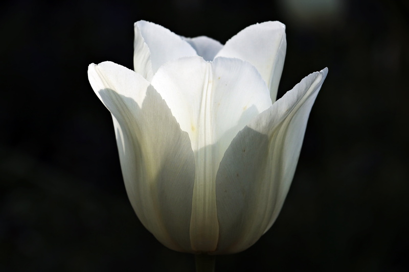 single object, water, onion flower, flower head, vulnerability, white tumor, softness, spring flower, spring, park, pollen, studio shot, early bloomer