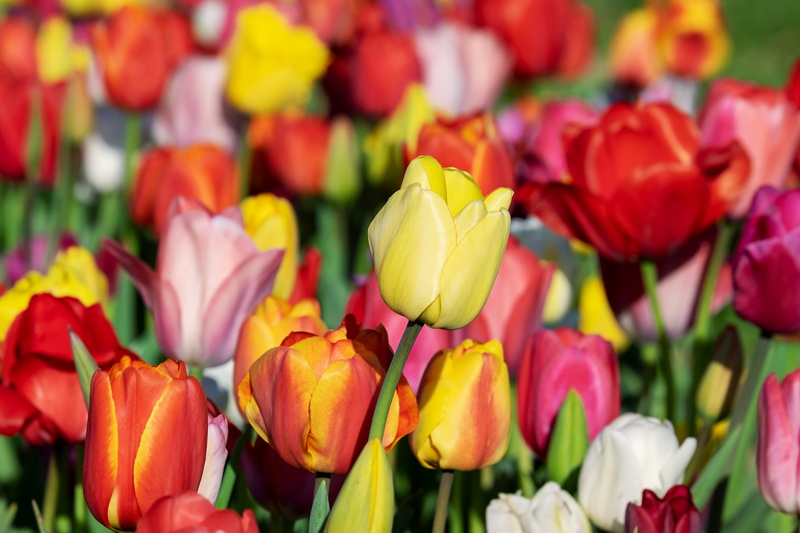 spring, ornamental plant, daytime, growth, tulipa, fragility, tulpenbluete, multi colored, petal, tulip, flower arrangement, close-up, floral, blossom