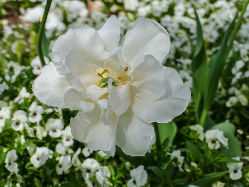 pansy white, flower head, vulnerability, fragility, freshness, close-up, petal, sunlight, rose - flower, white, purity, springtime, outdoors, day, flower
