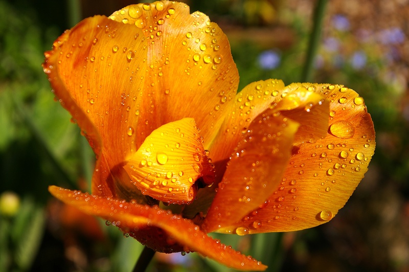 flowering plant, petals, blossom, freshness, orange tulip, focus on foreground, schnittblume, petal, pollen, beautiful, bright, spring, raindrop, yellow tumor