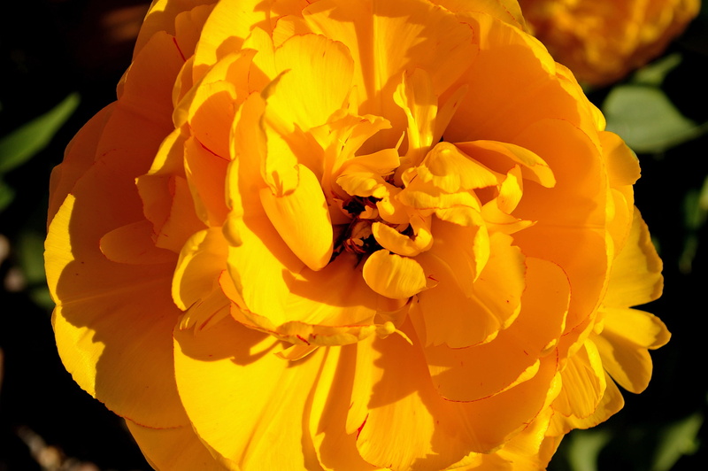 garden, spring flower, tulip, focus on foreground, sunlight, flower garden, freshness, early bloomer, tulpenbluete, flower head, color, yellow tumor, inflorescence