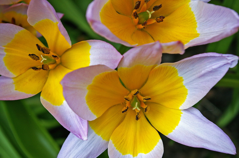 no people, blossom, nature, iris - plant, awakening, botany, garden, pollen, decor, yellow tumor, fragility, greeting card, vulnerability, tulip flower