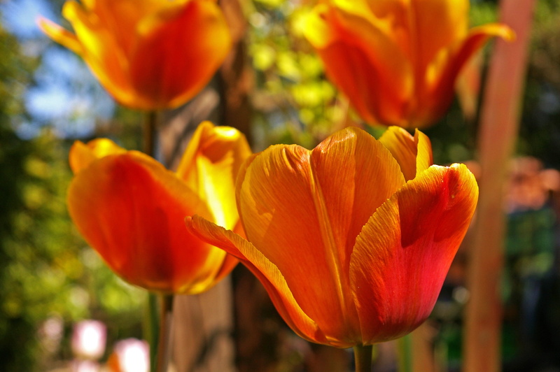 garden, plant, orange color, yellow petals, 2K, freshness, tulips, no people, flowering plant, greeting card, bloom, ornamental garden, inflorescence