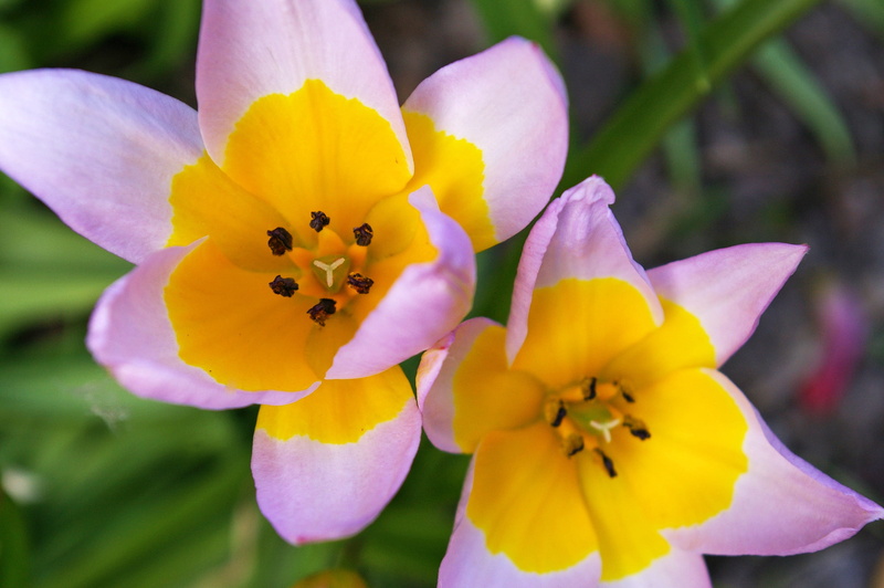 2K, greeting card, garden, iris - plant, bicolor tulip, vulnerability, open, flower head, flower bed, plant, flower, beautiful, nature, springtime, bloom