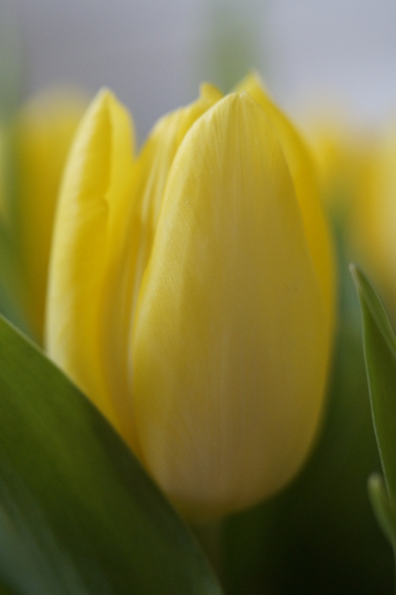 yellow flower, bouquet, selective focus, beauty in nature, no people, flowering plant, close-up, growth, yellow tumor, inflorescence, spring, tulips, bloom