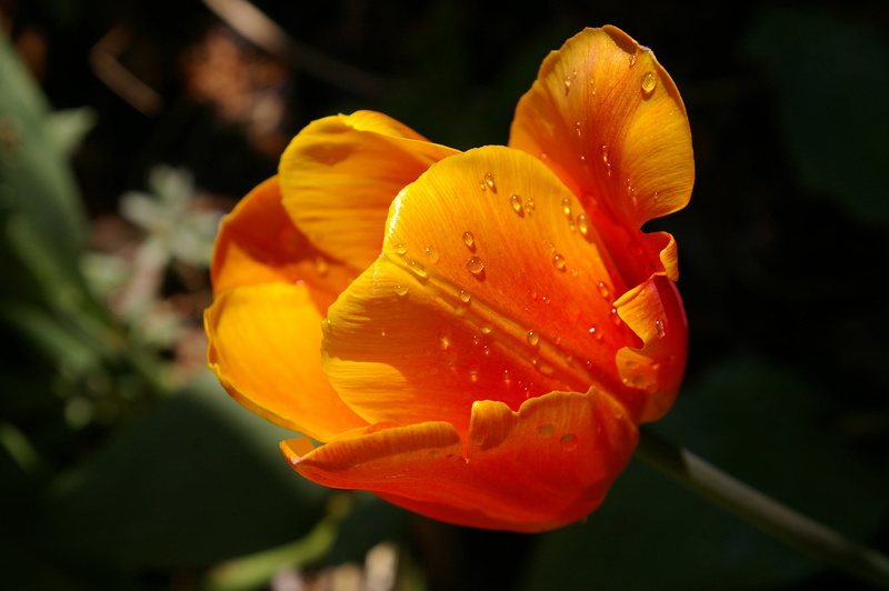 decoration, beautiful, inflorescence, flower head, petals, bright, close-up, softness, petal, spring, plant, orange tulip, yellow, spring greetings, yellow tumor