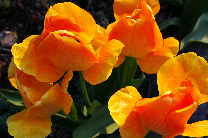 orange tulip, bloom, garden, botany, flowering plant, yellow tumor, park, petals, greeting card, awakening, open, beauty in nature, spring, flower head