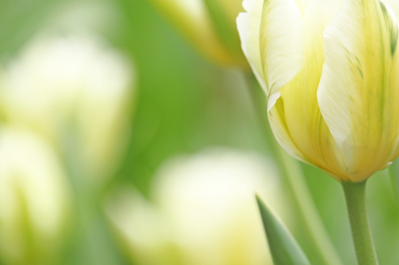 focus on foreground, outdoors, spring flower, frühlingsanfang, fragility, day, spring, 5K, flower, breeding tulip, tulip, selective focus, close-up, early bloomer